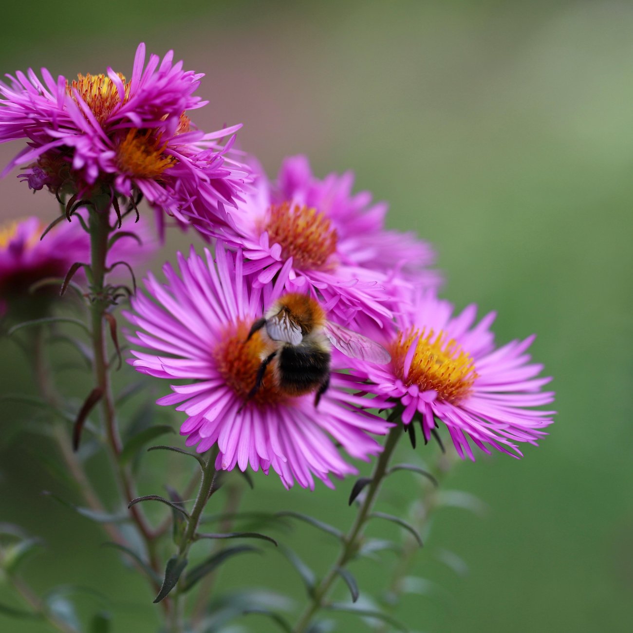 Obrázok Astra krovitá (Aster dumosus) ‘PETER HARRISON’ - kont. C1,5L